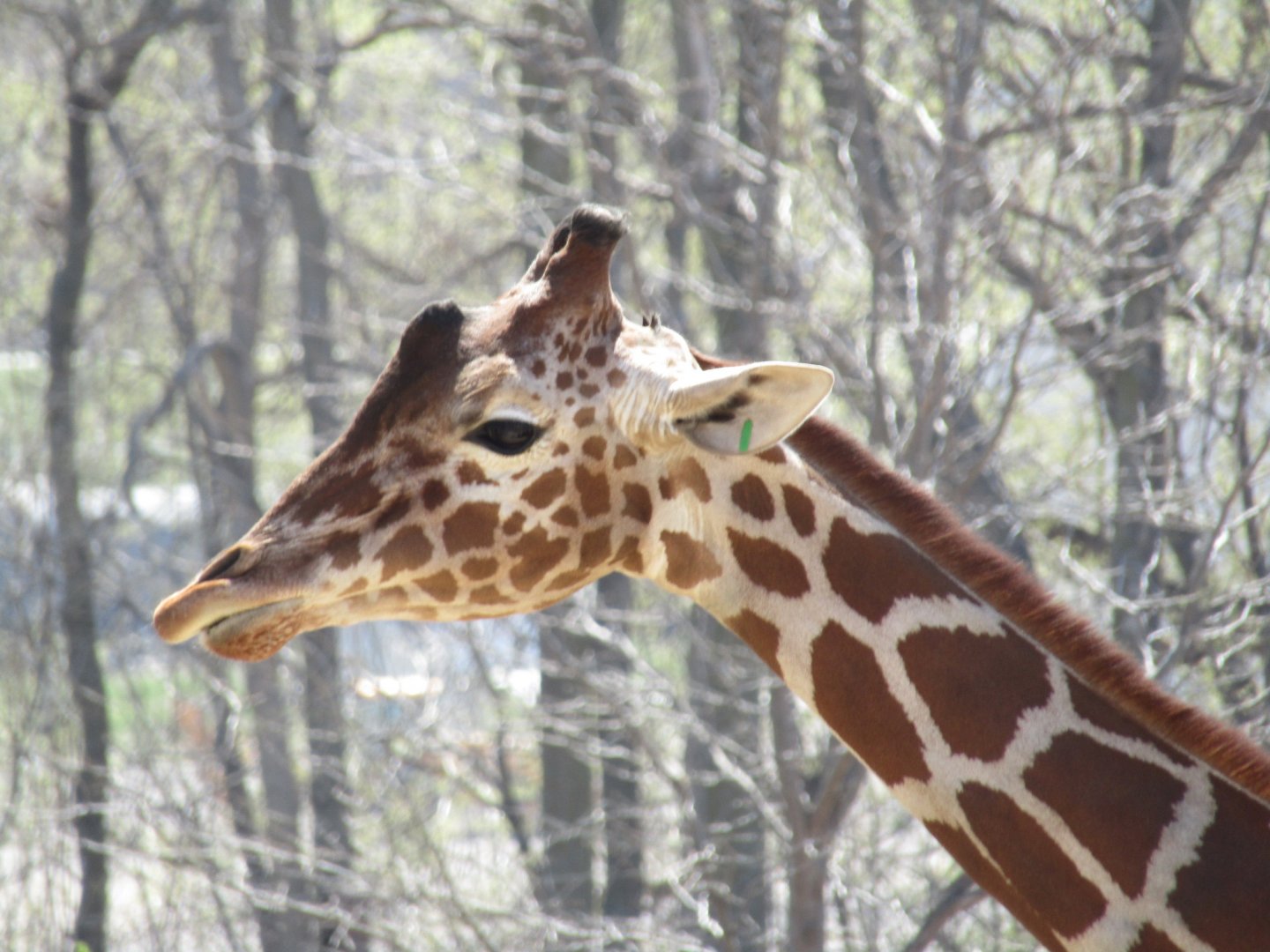 Reticulated Giraffe