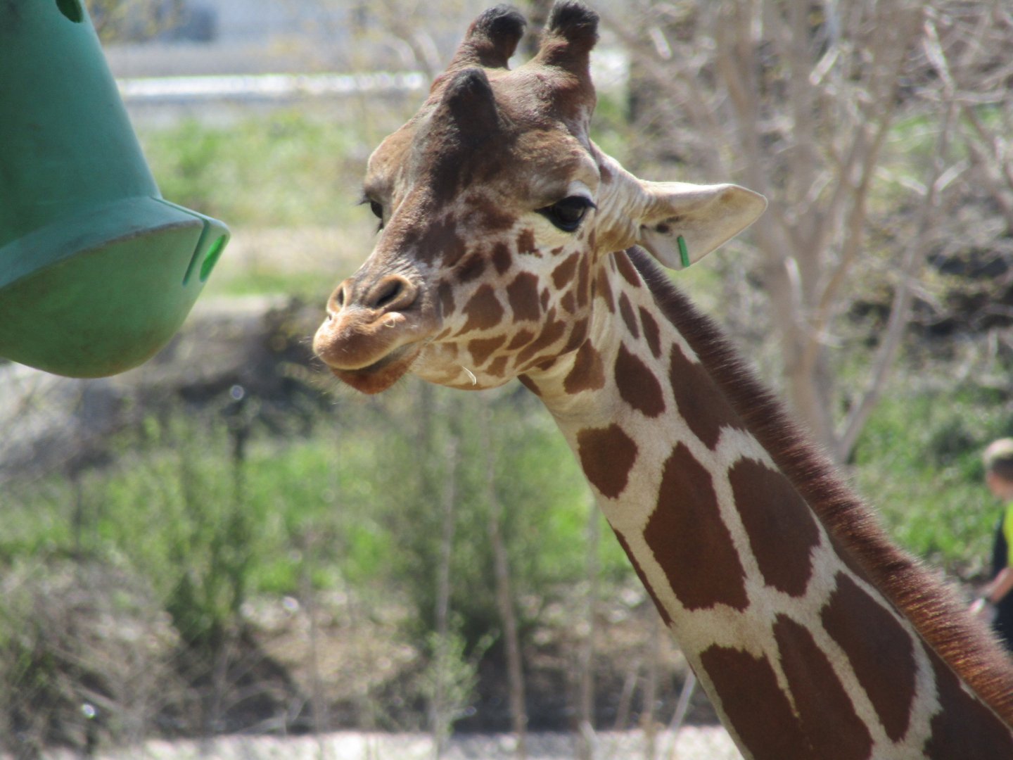 Reticulated Giraffe