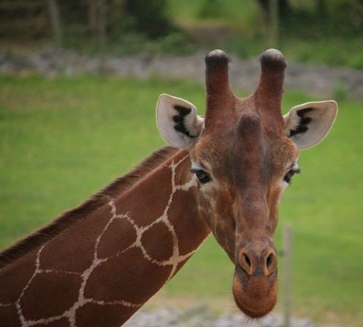 Reticulated Giraffe