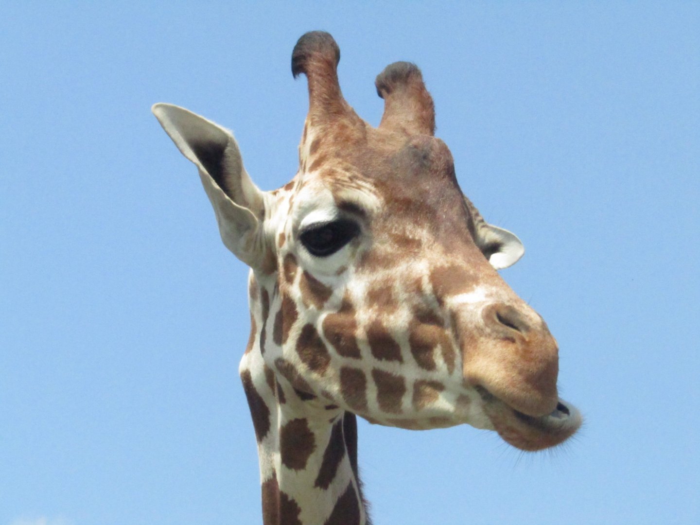 Reticulated Giraffe