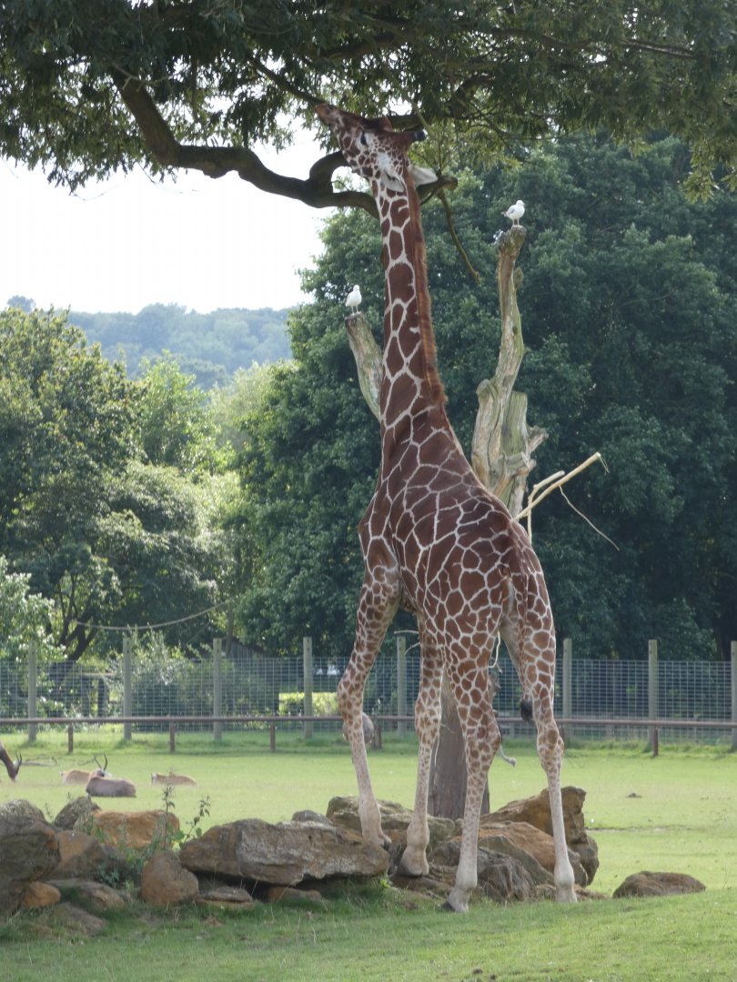 Reticulated giraffe