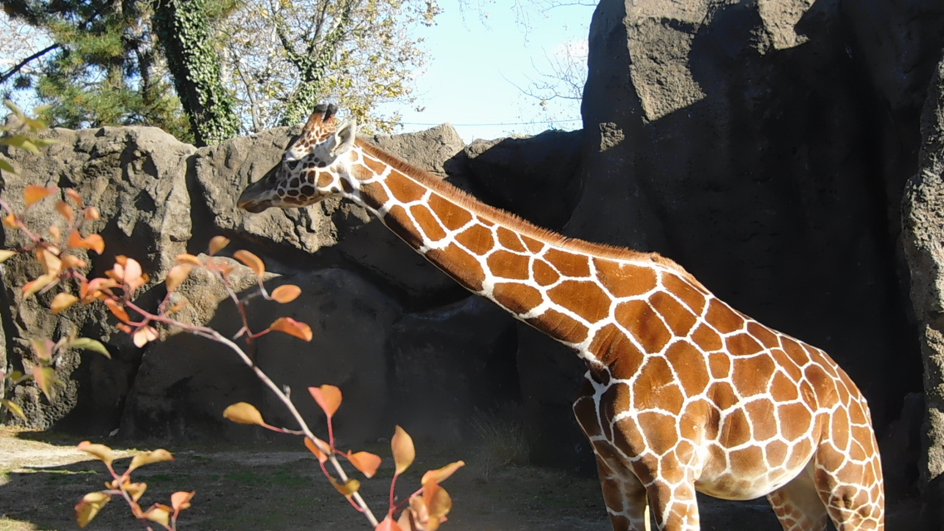 Reticulated giraffe