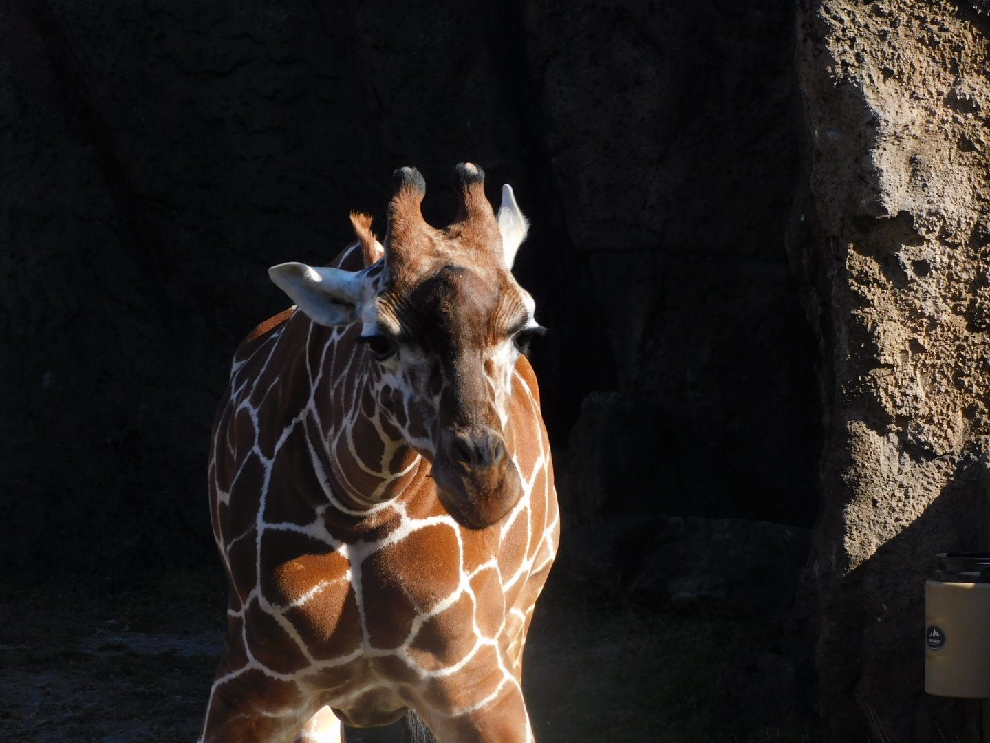 Reticulated giraffe