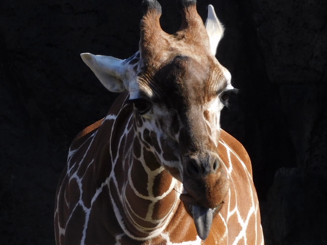 Reticulated giraffe