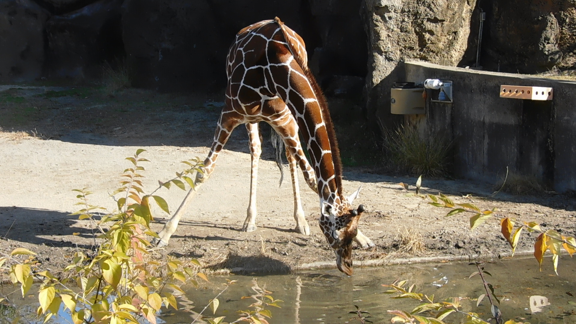 Reticulated giraffe