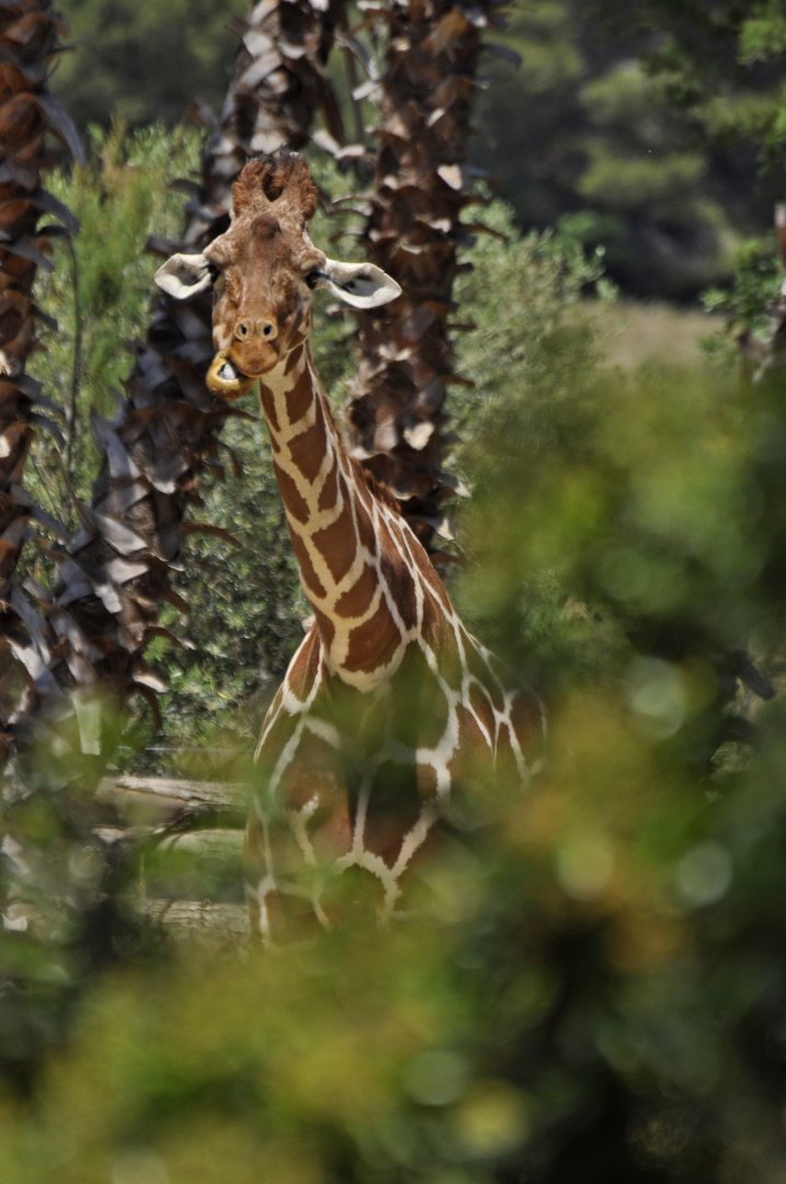 Reticulated giraffe