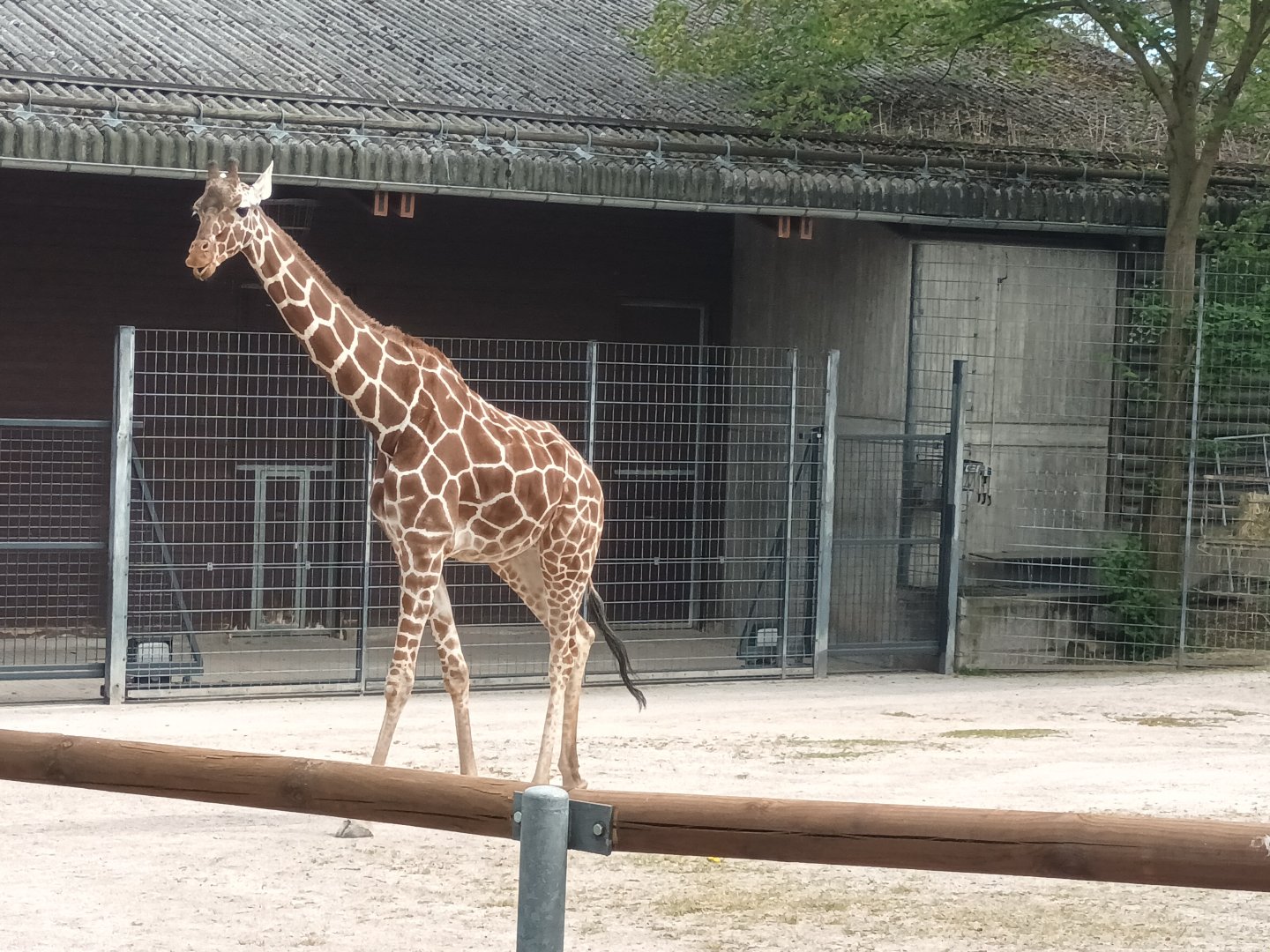 Reticulated Giraffe