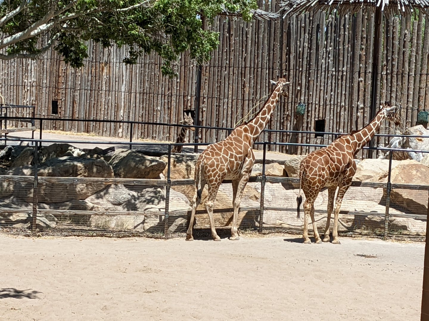 Reticulated giraffe