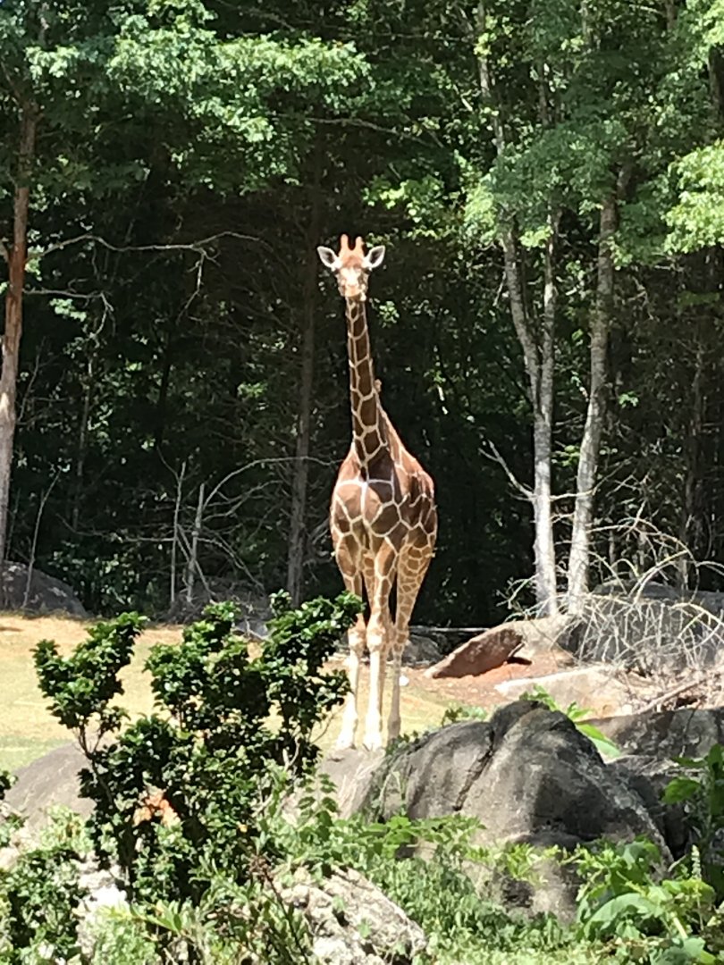 Reticulated Giraffe