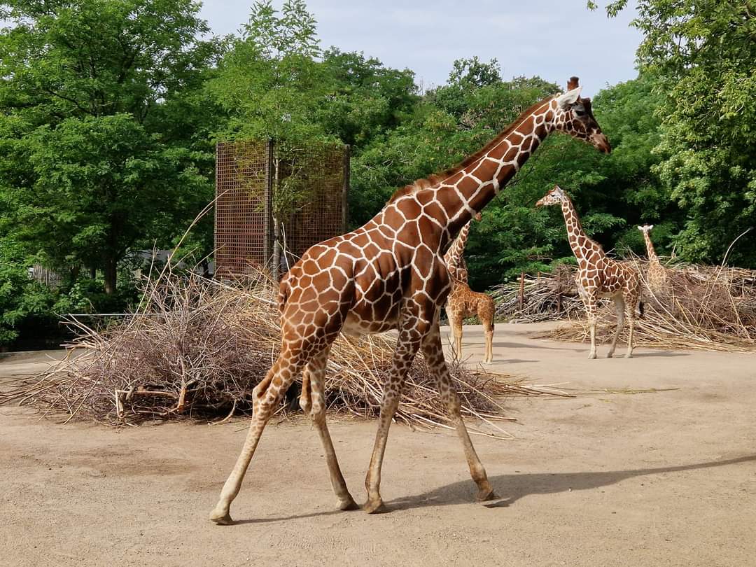Reticulated Giraffe