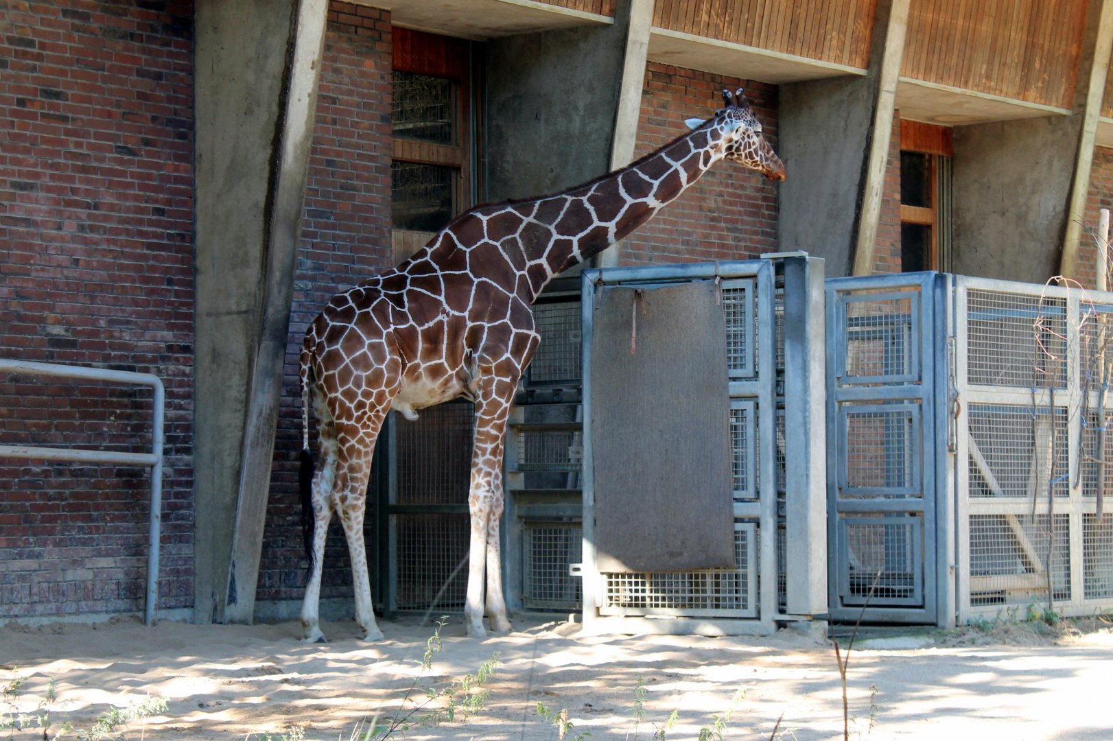 Reticulated Giraffe