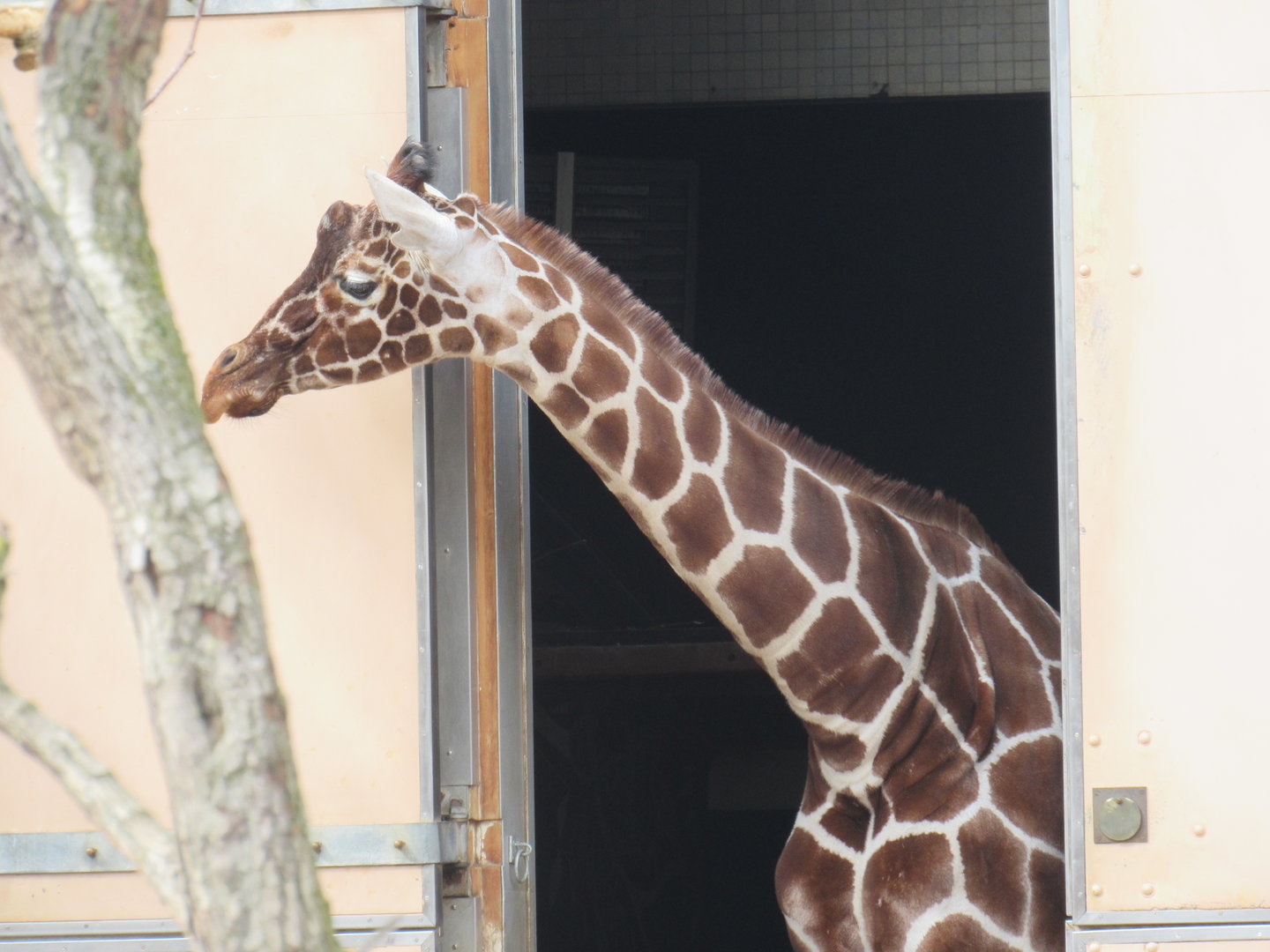 Reticulated Giraffe