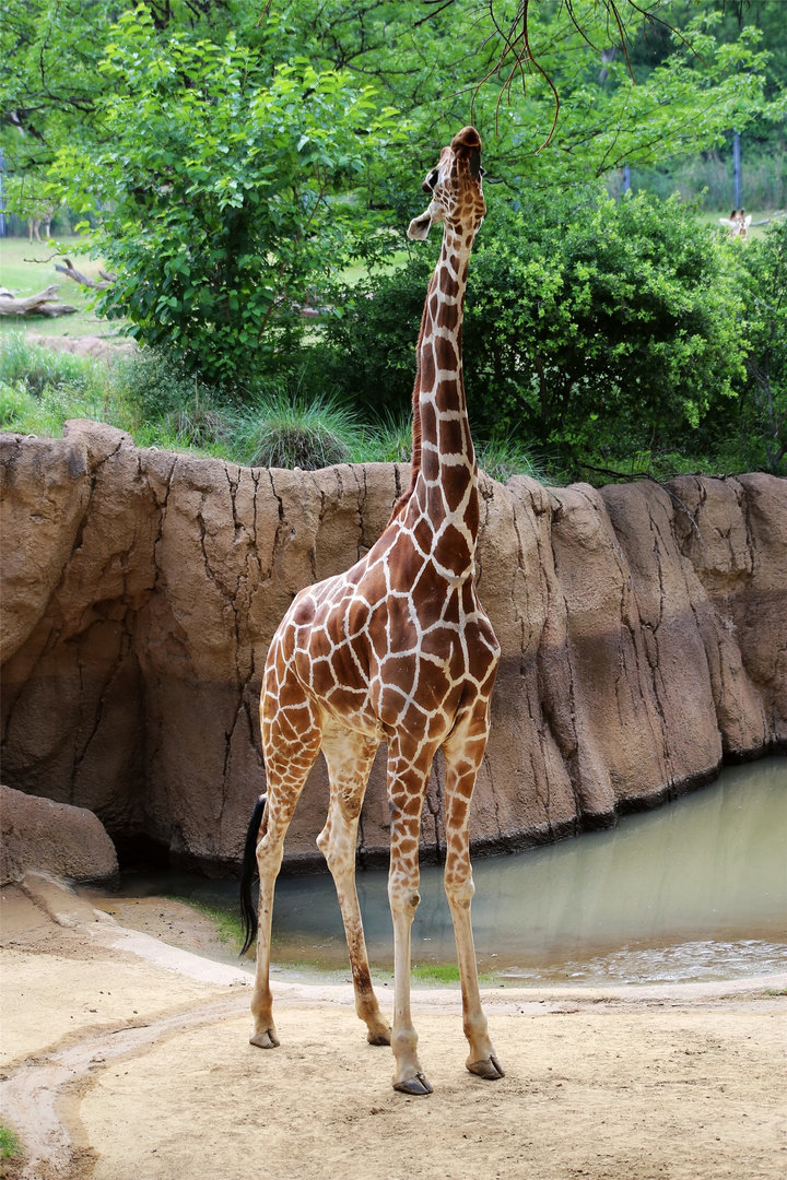Reticulated Giraffe