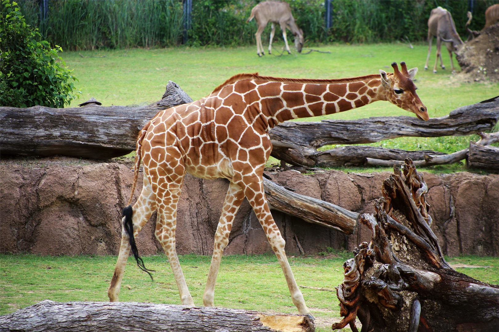 Reticulated Giraffe