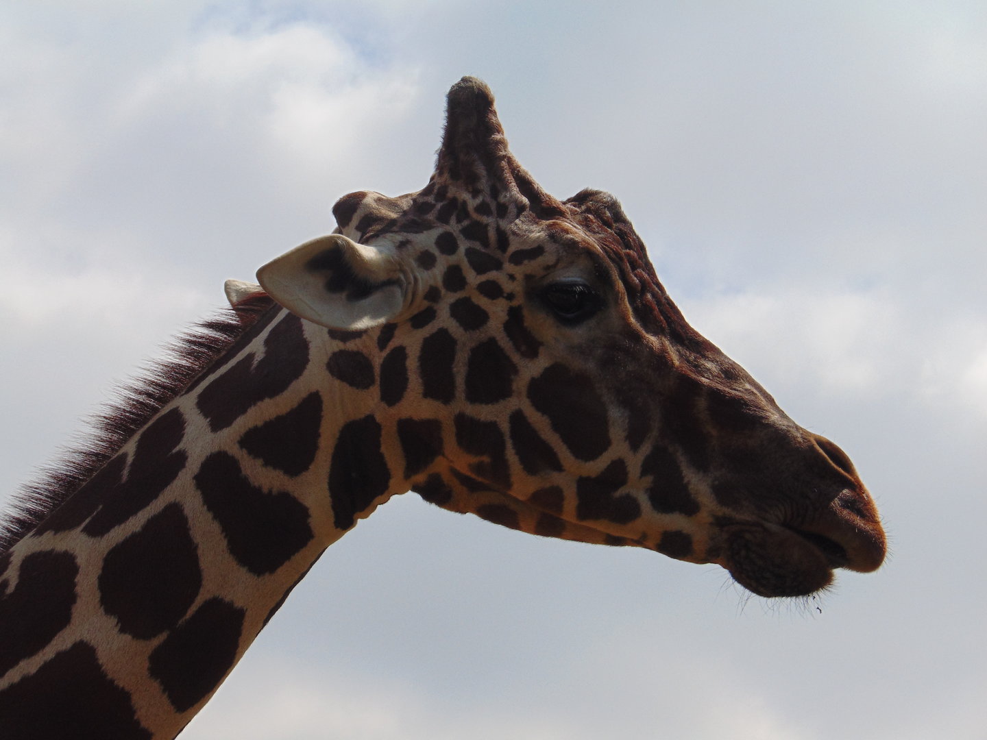 Reticulated Giraffe