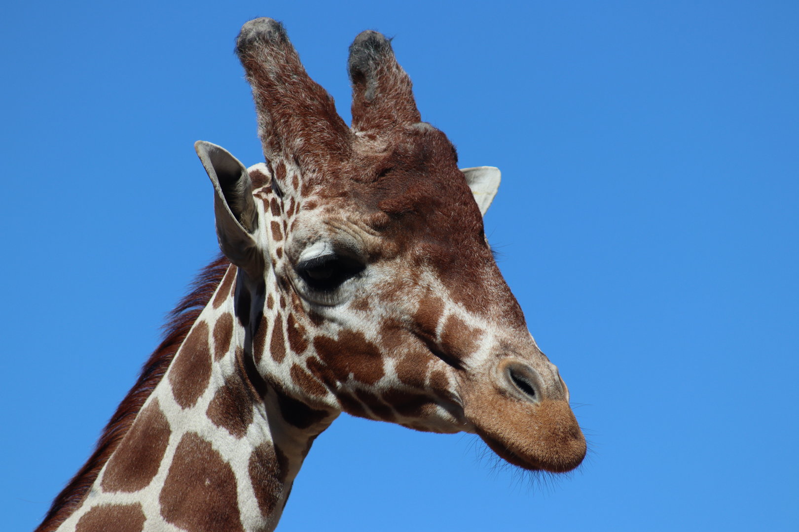 Reticulated Giraffe