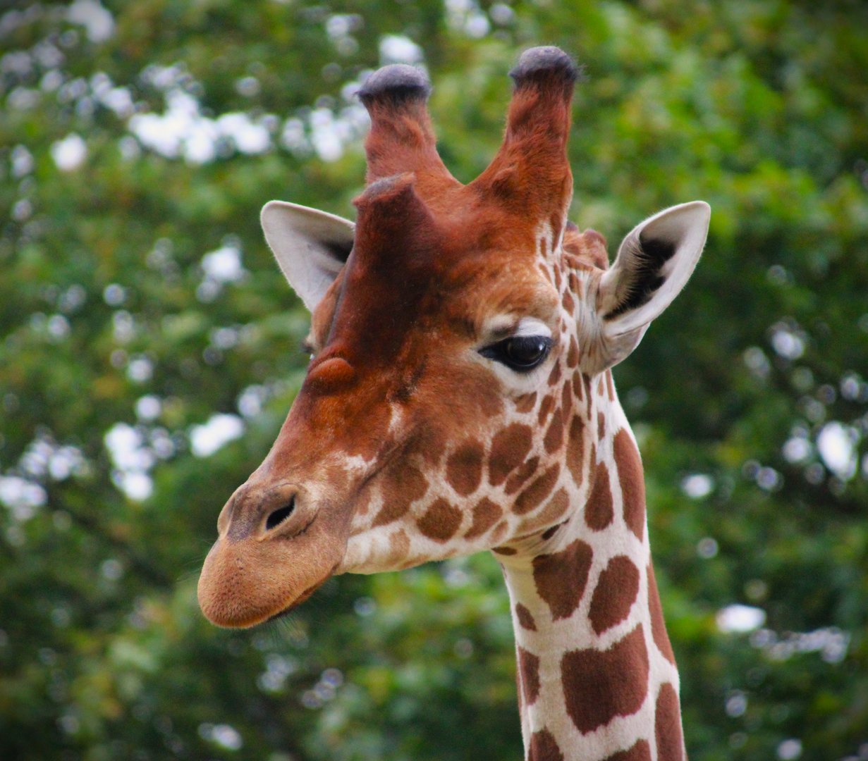 Reticulated Giraffe