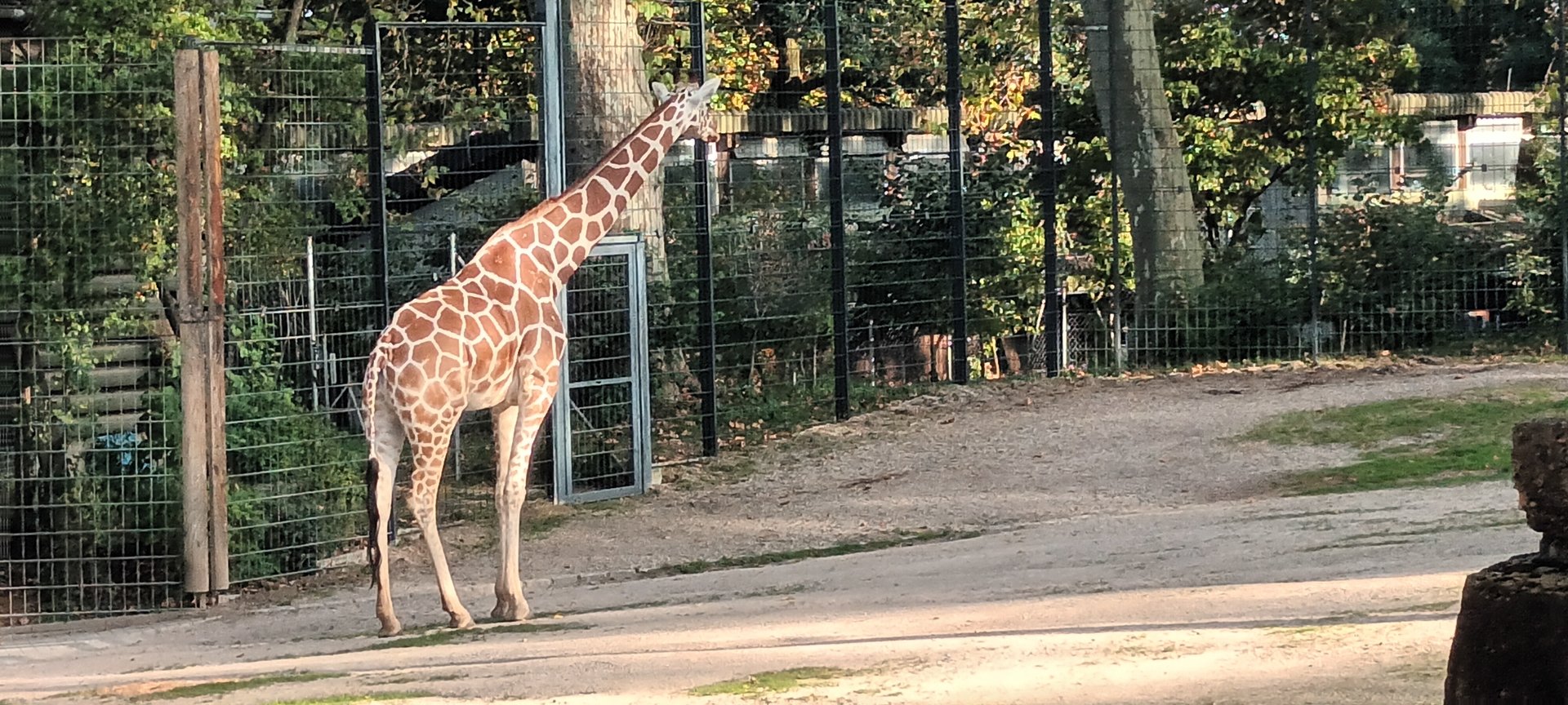 Reticulated Giraffe