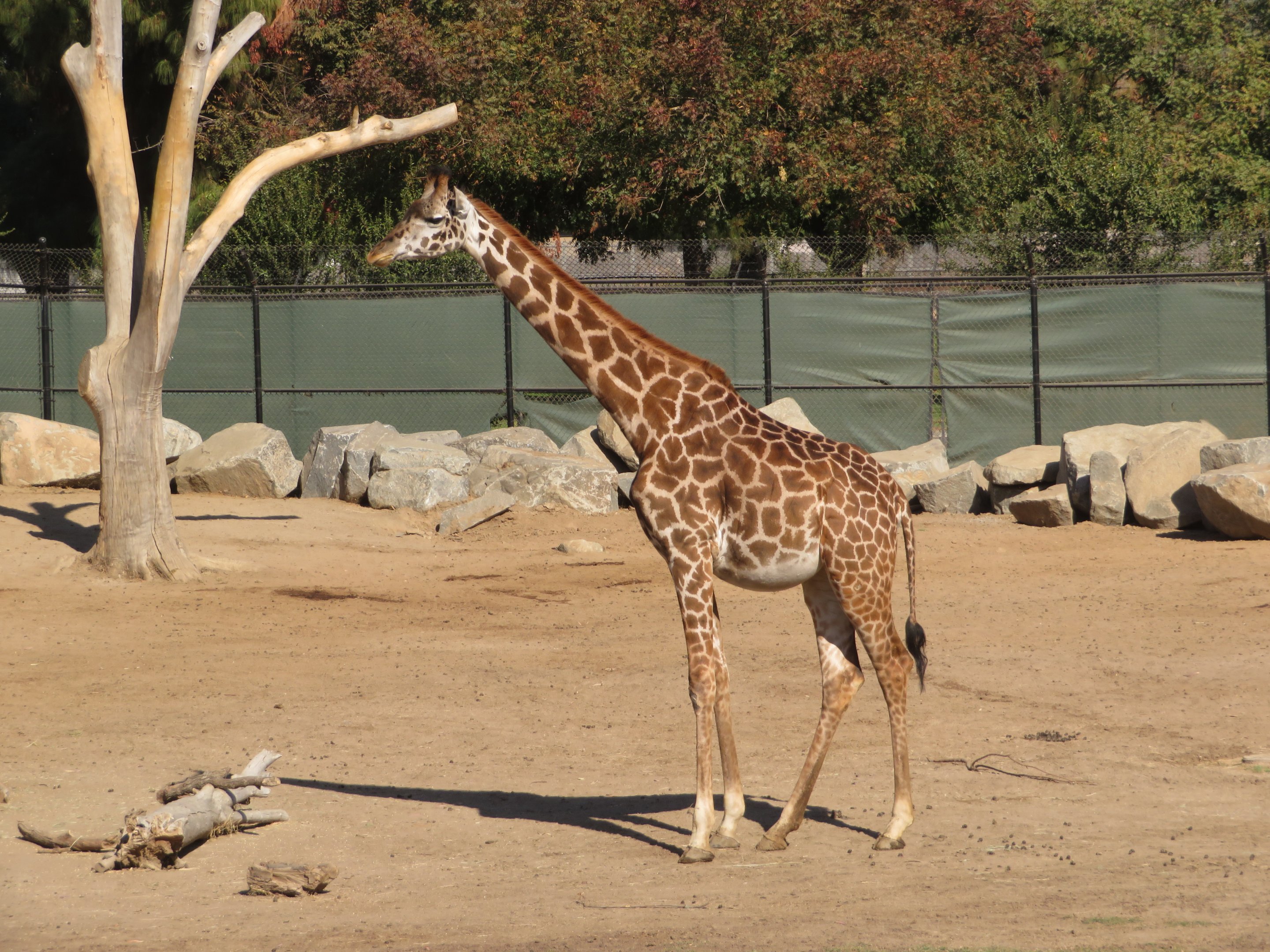 "Reticulated" Giraffe