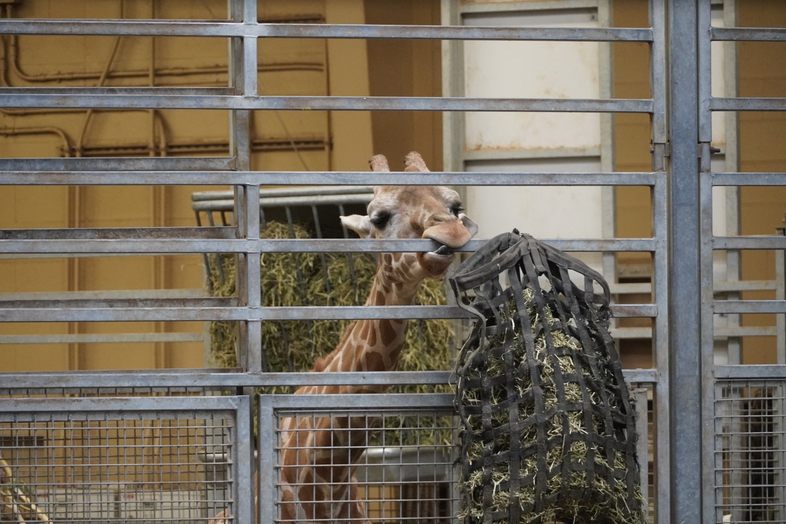 Reticulated Giraffe