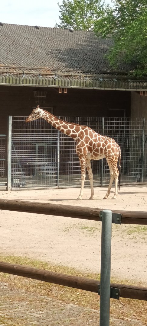 Reticulated Giraffe