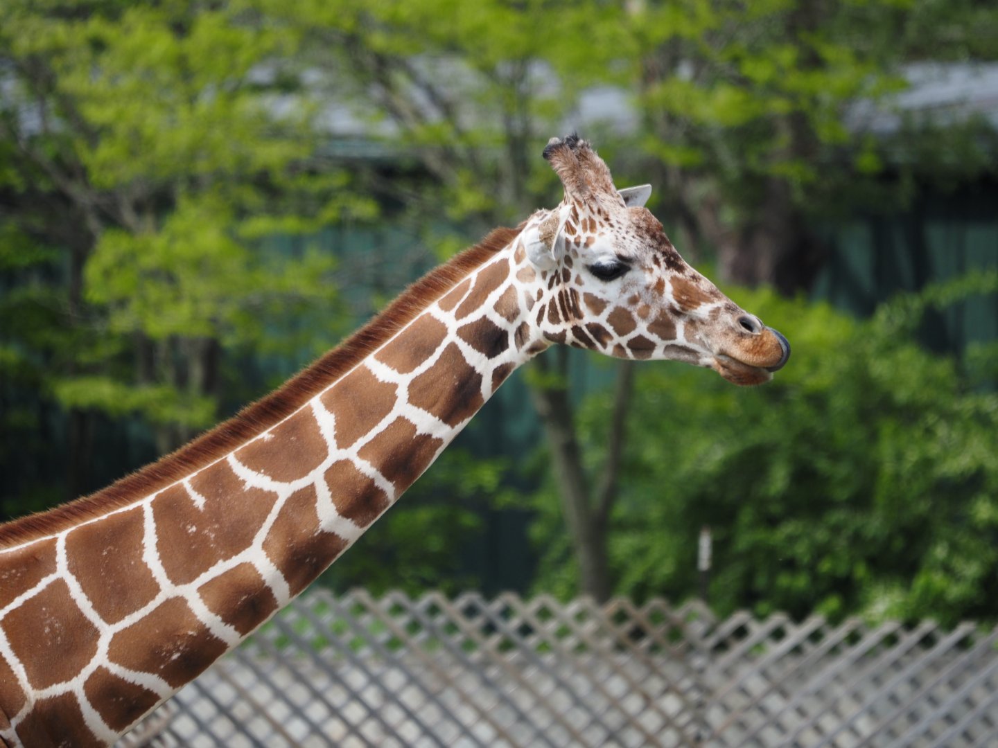 Reticulated Giraffe
