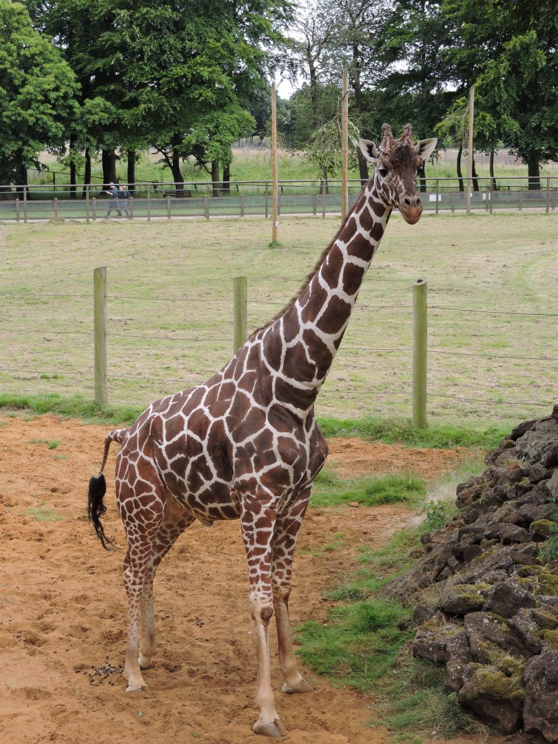 Reticulated Giraffe