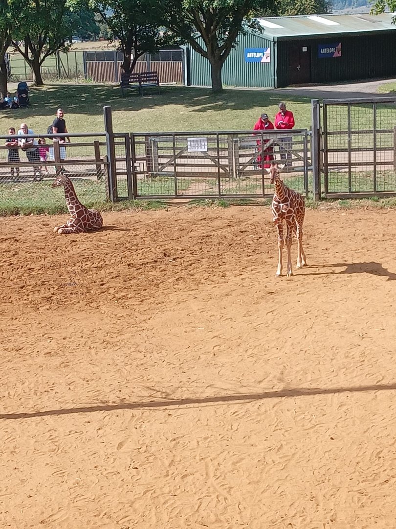 Reticulated Giraffe