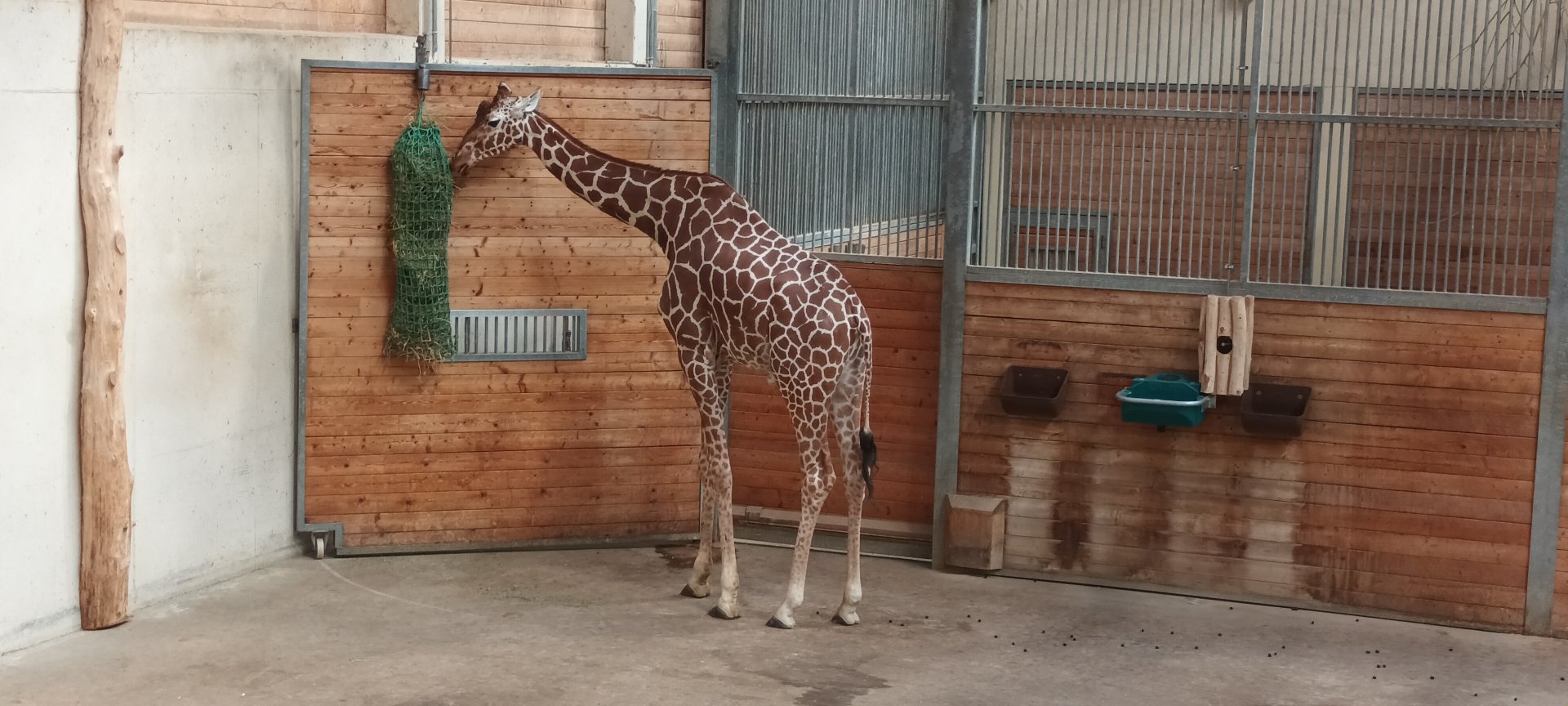 Reticulated Giraffe