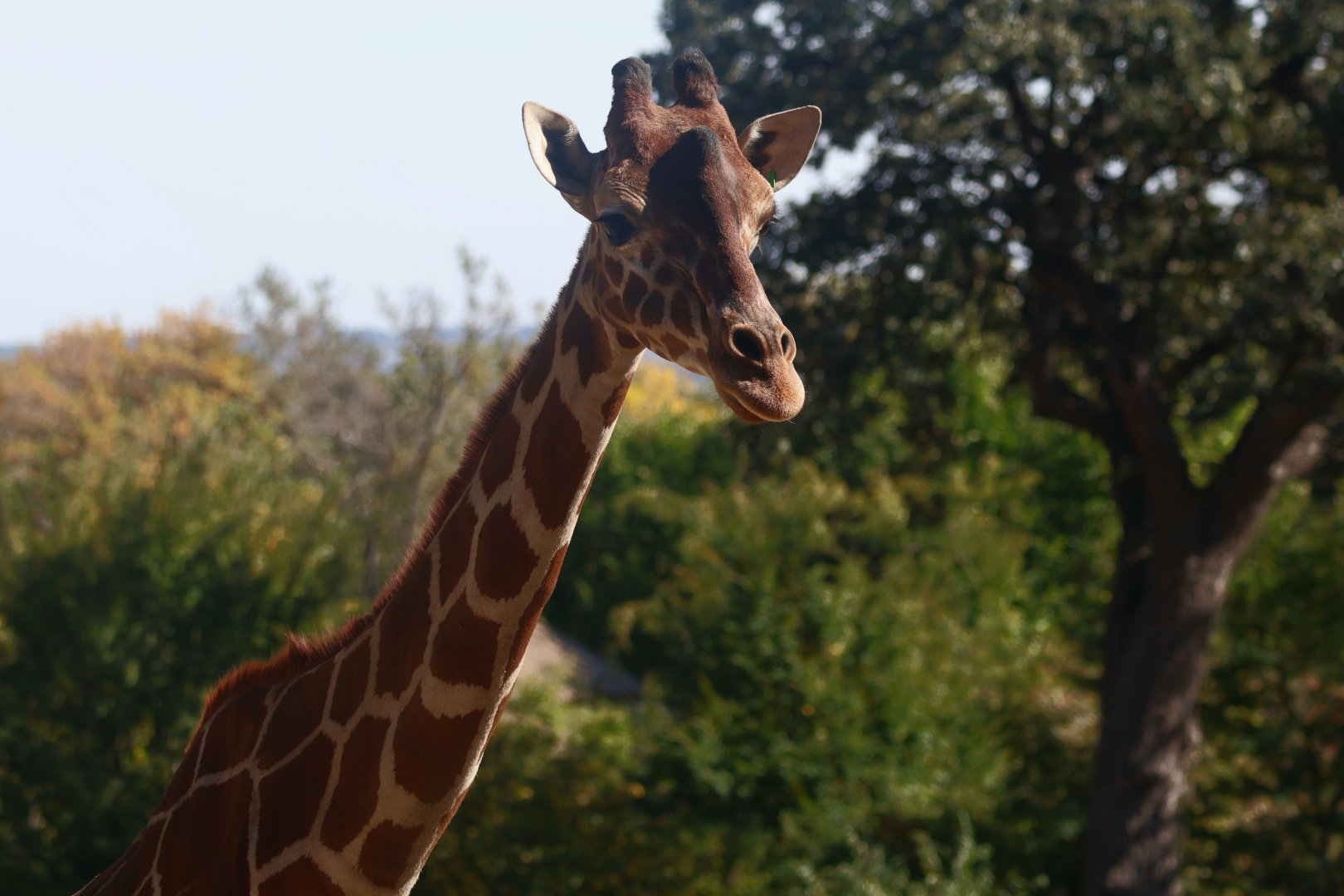Reticulated Giraffe
