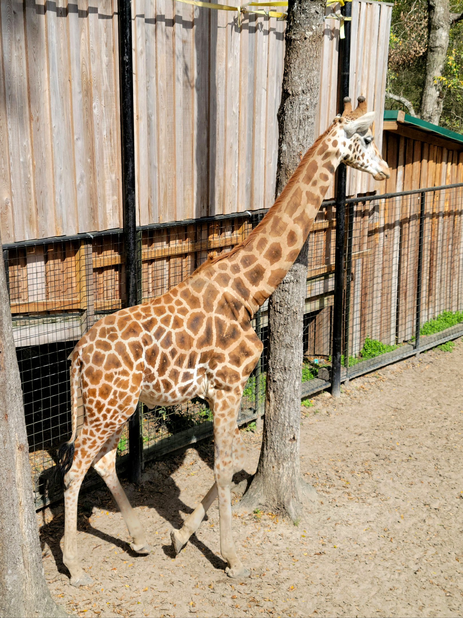 Reticulated Giraffe