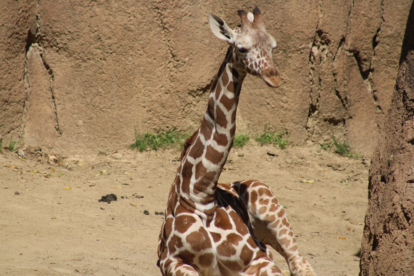 Reticulated Giraffe