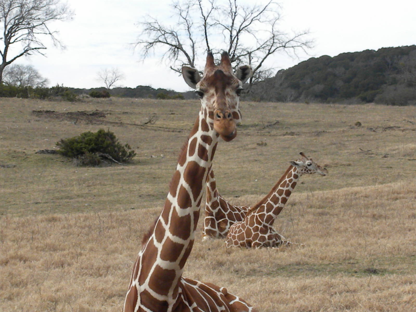 Reticulated Giraffe