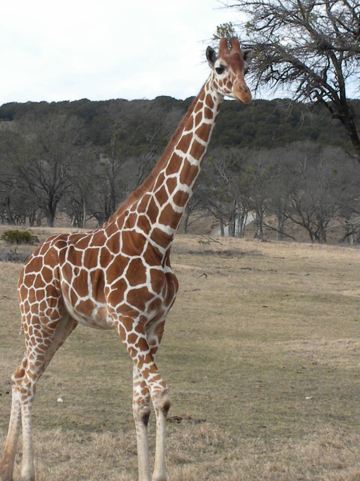 Reticulated Giraffe