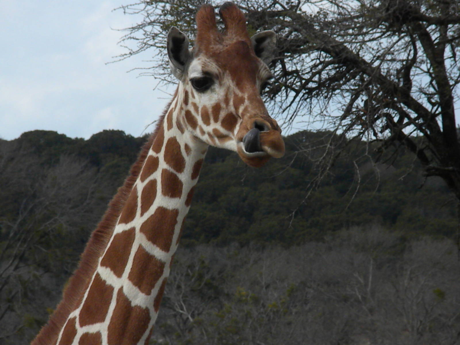 Reticulated Giraffe