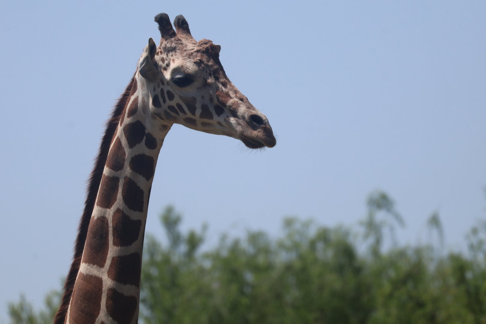 Reticulated Giraffe