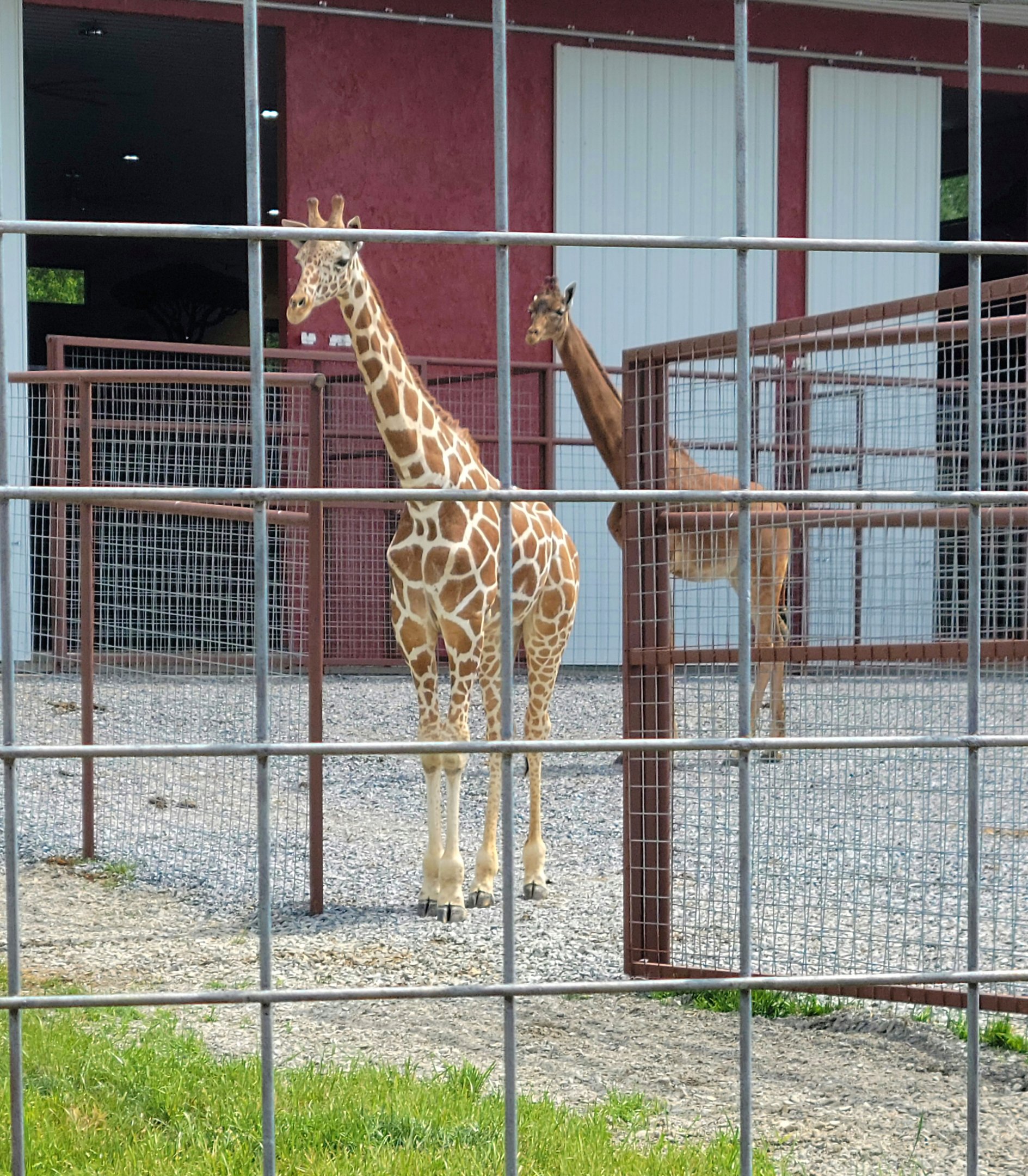 Reticulated Giraffe