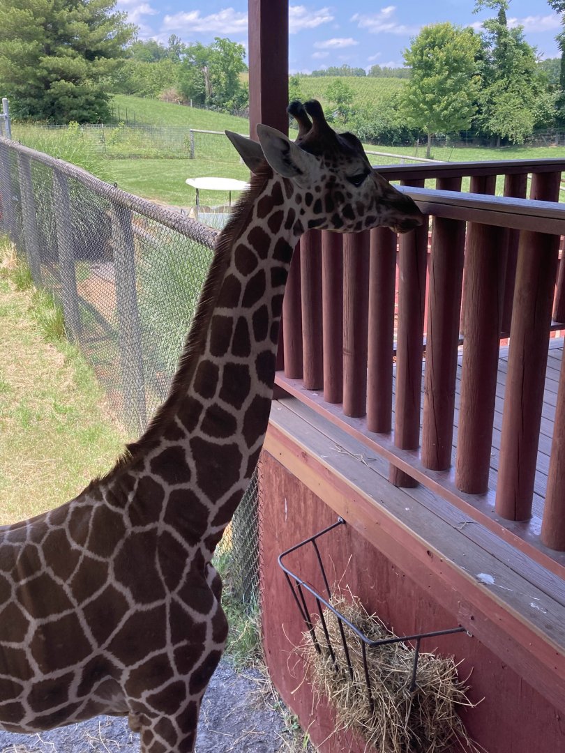 Reticulated Giraffe