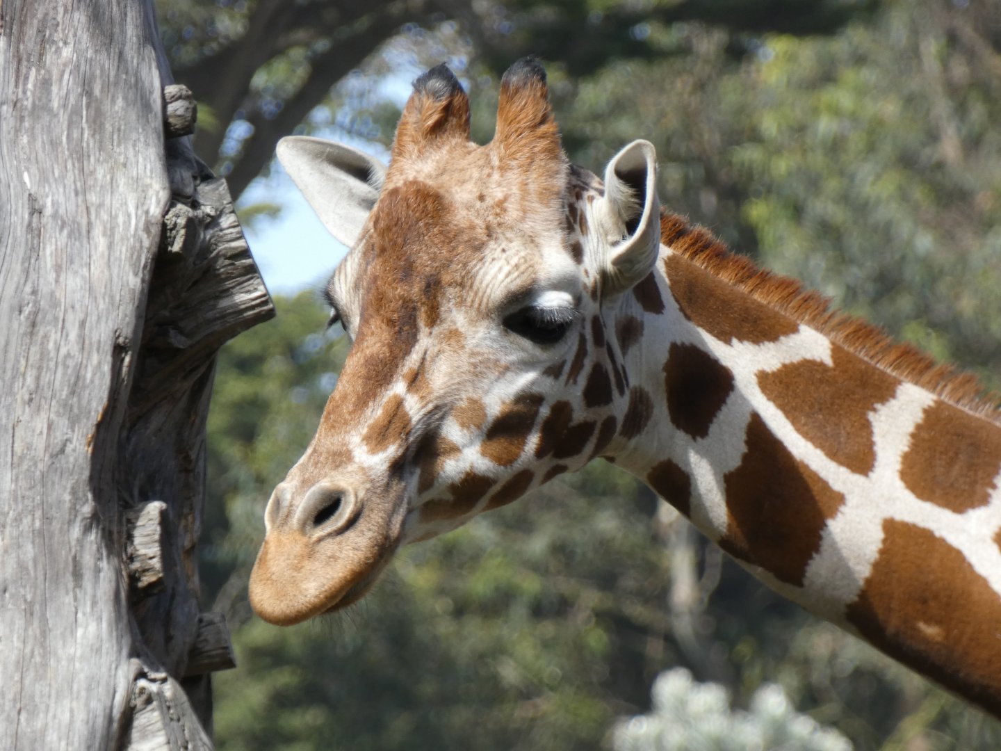 Reticulated giraffe