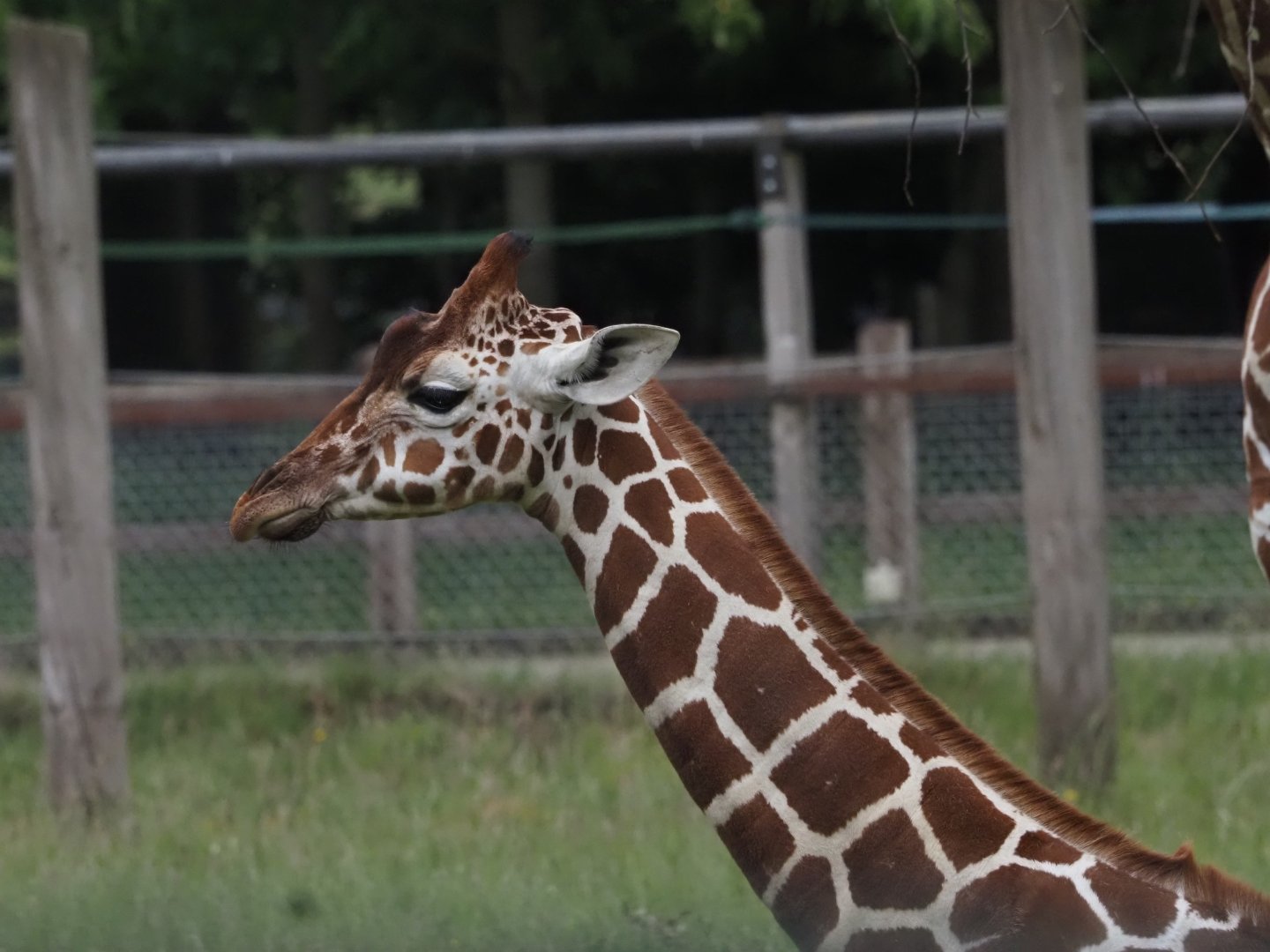 Reticulated Giraffe