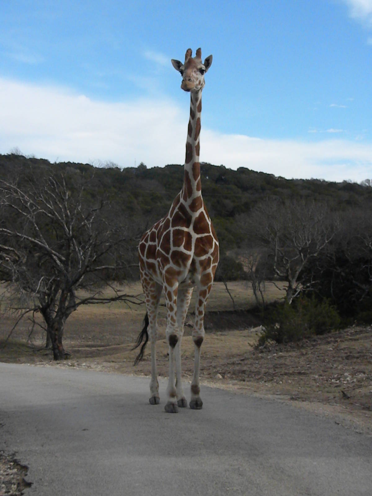 Reticulated Giraffe