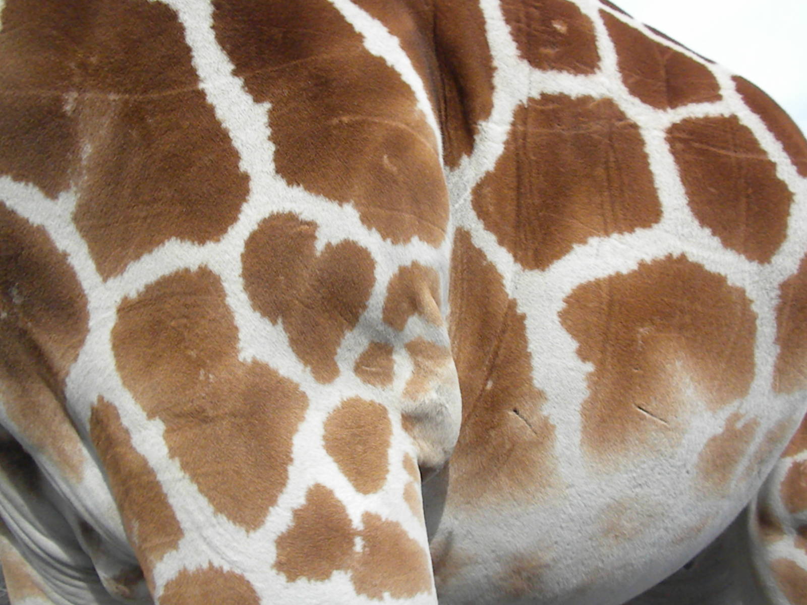 Reticulated Giraffe