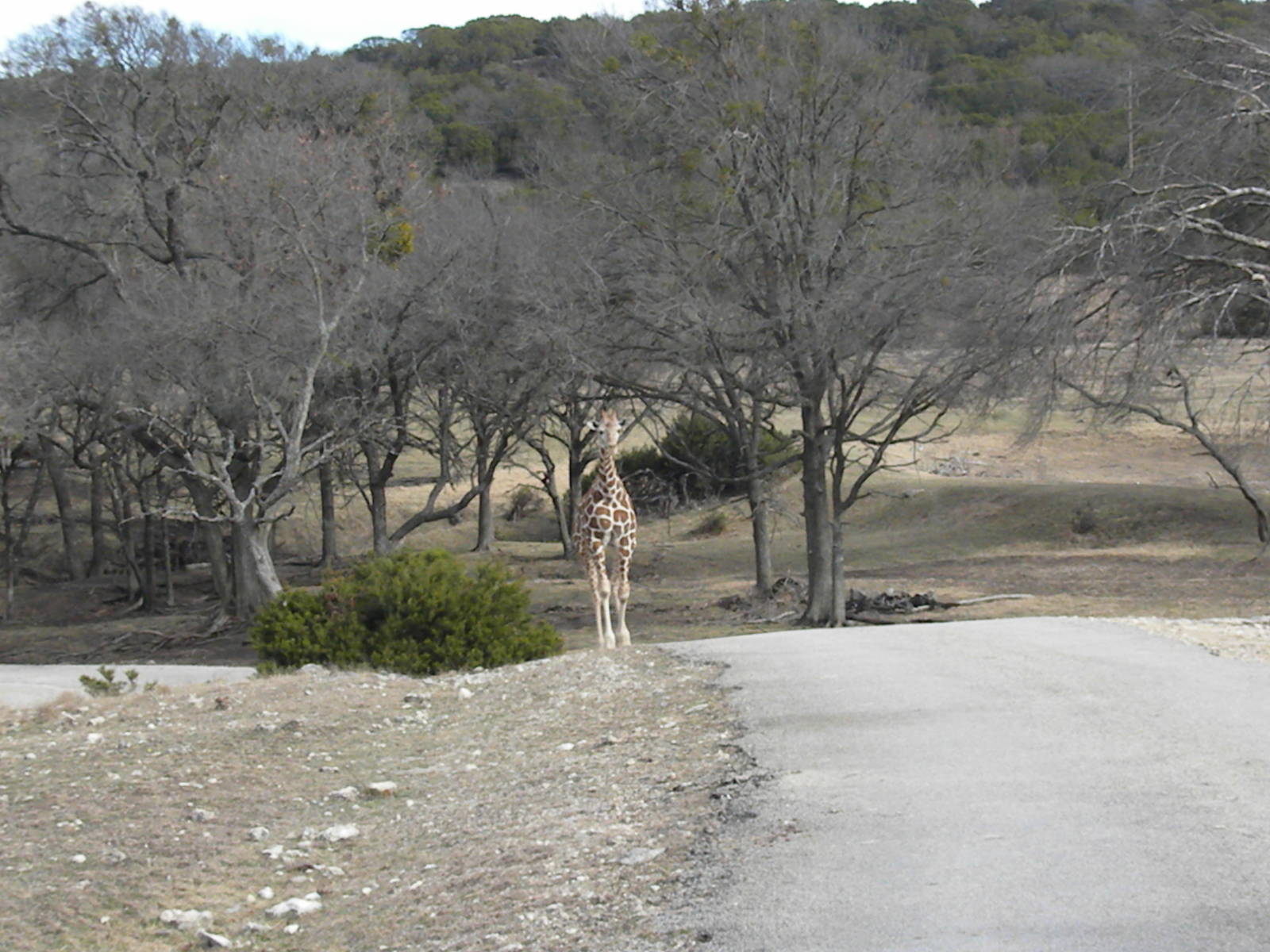 Reticulated Giraffe