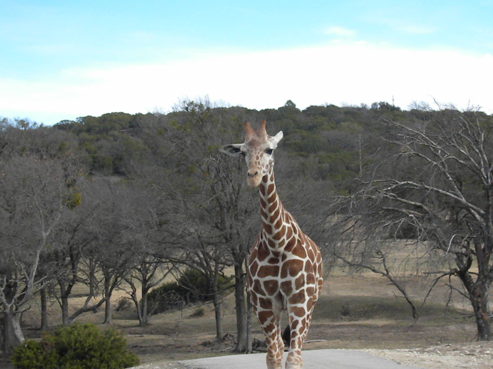 Reticulated Giraffe