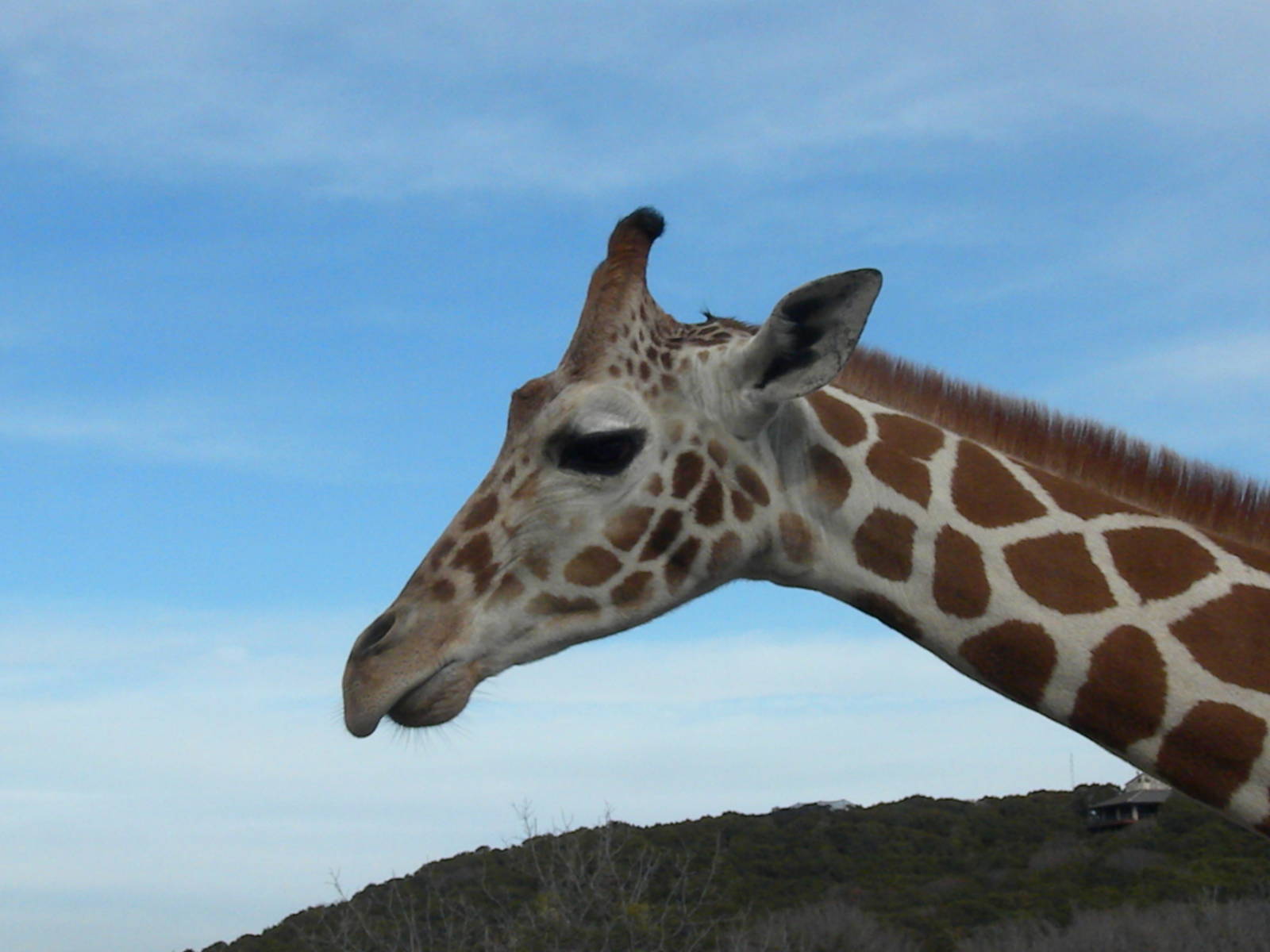 Reticulated Giraffe