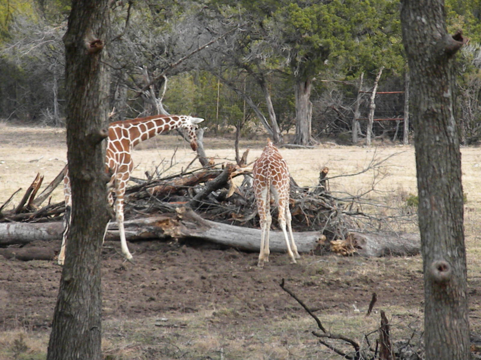 Reticulated Giraffe