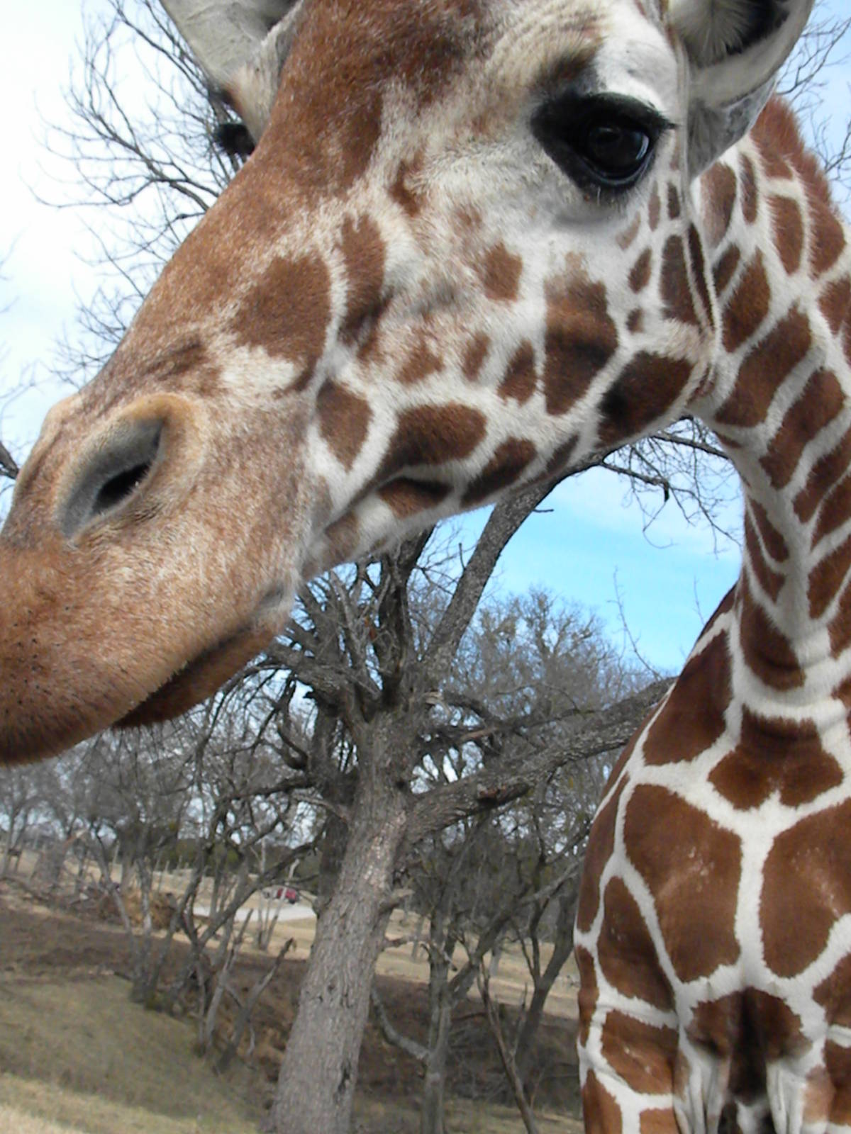 Reticulated Giraffe