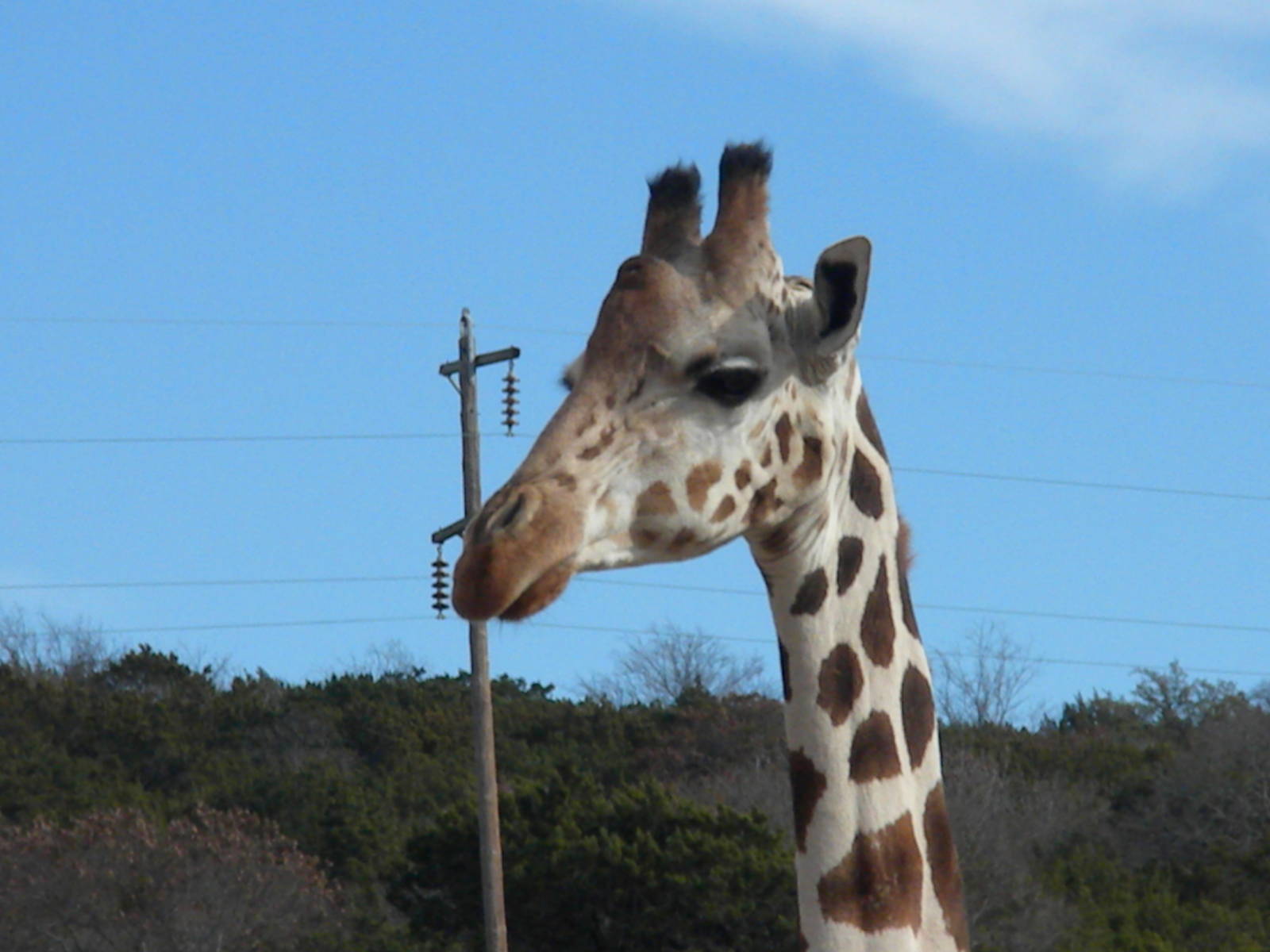 Reticulated Giraffe