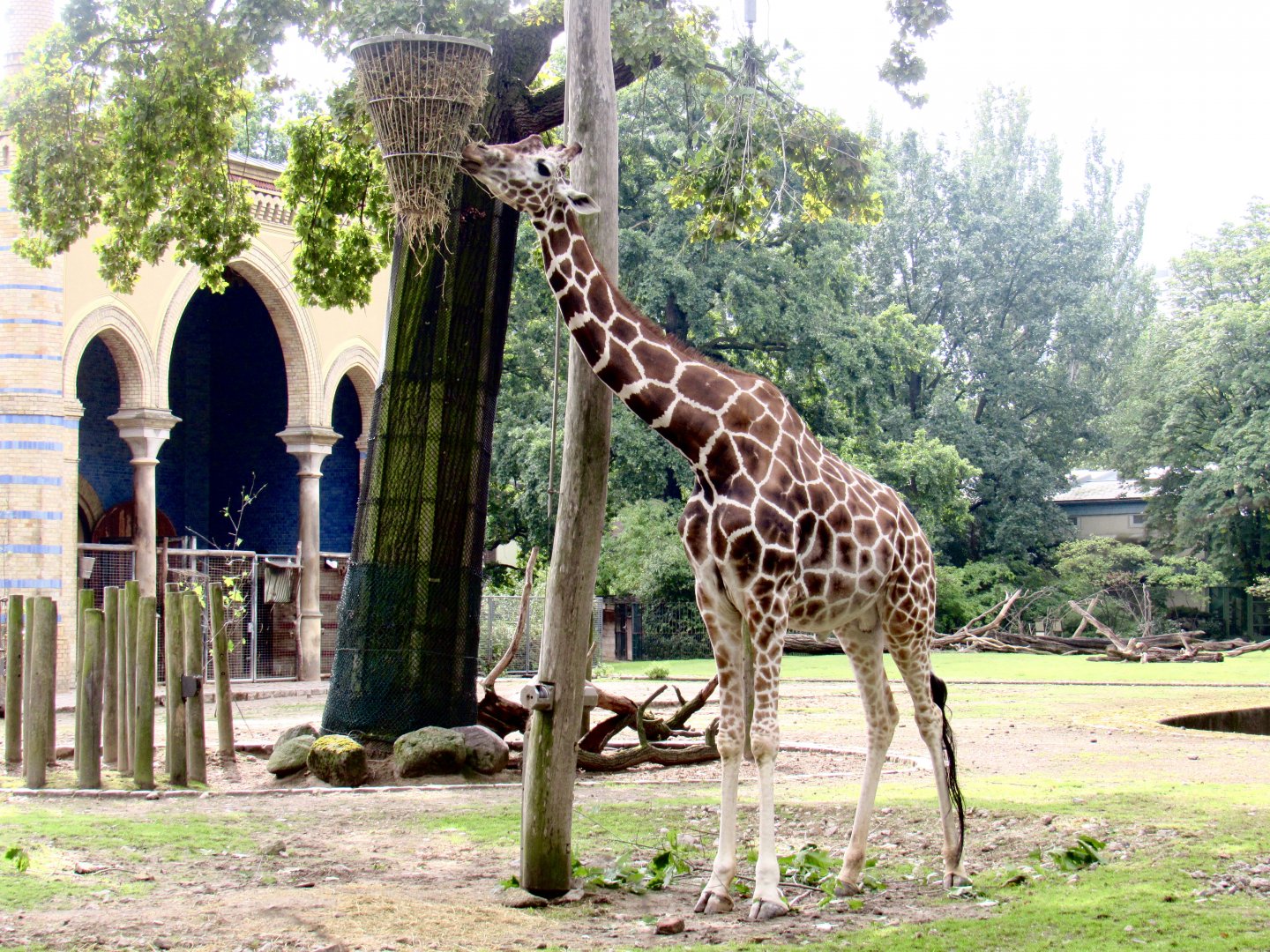 Reticulated giraffe