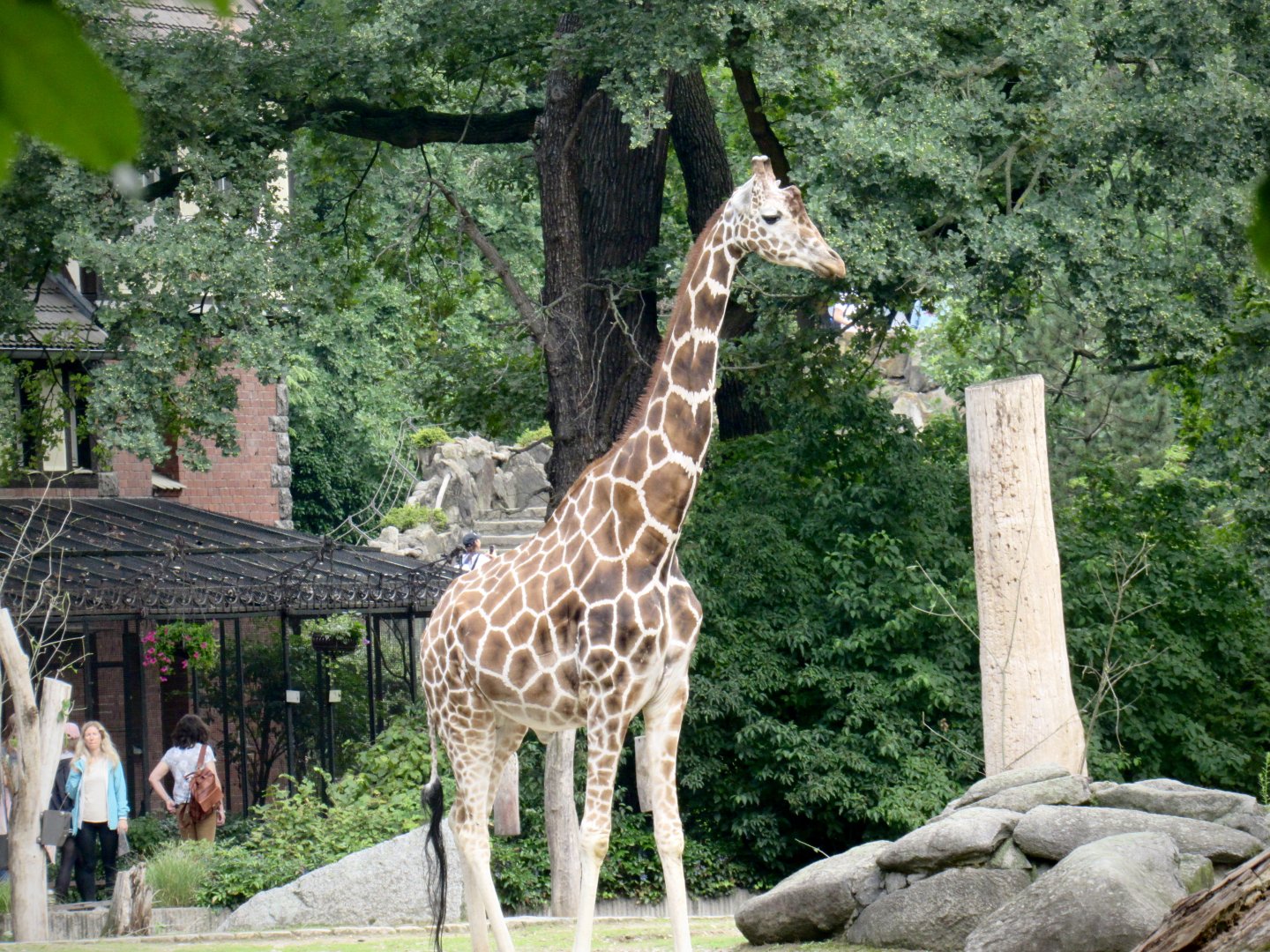 Reticulated giraffe